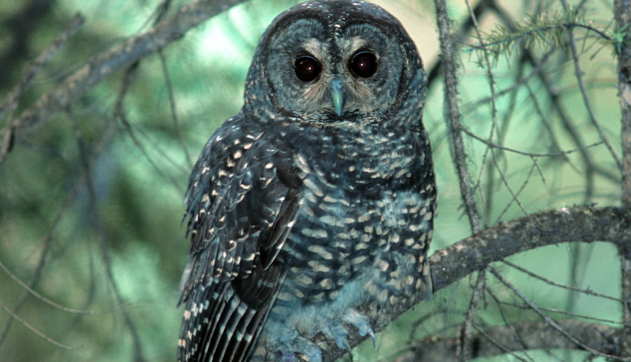 saving-the-spotted-owls-wilderness-committee